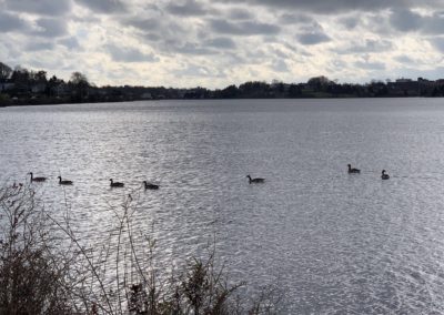 Lake Milo Ducks in the Fall